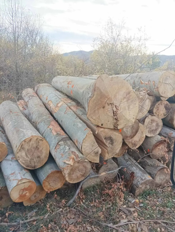 Stammholz – Buche - Image 3