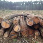 Stammholz – Kiefer