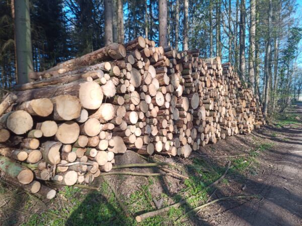 Stammholz – Nadelholz - Image 3