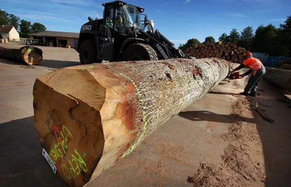 Stammholz – Eiche - Image 4