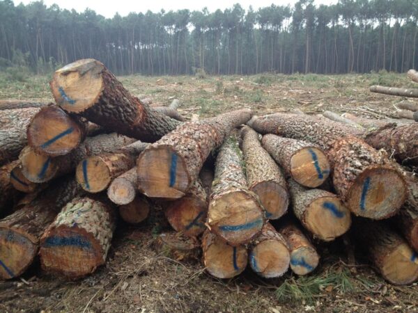 Stammholz – Kiefer - Image 4